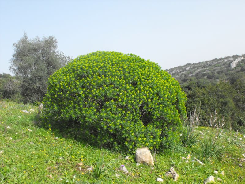 Andropogon distachyos / Barbone a due spighe